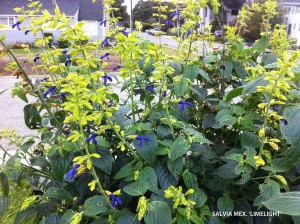 Salvia mexicana 'Limelight' - blossom 1